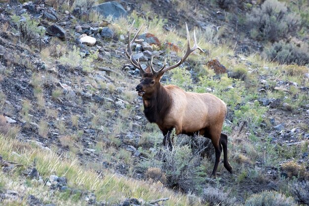 Wapiti ou Wapiti Cervus canadensis