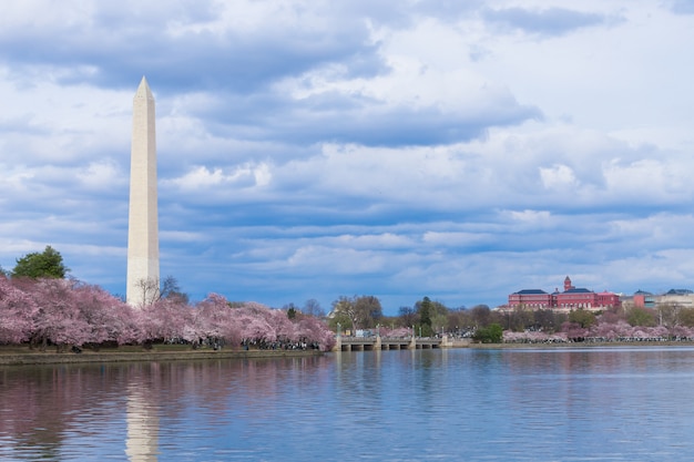 Washington Monument au cours du festival des fleurs de cerisier au bassin de marée, Washington DC, USA