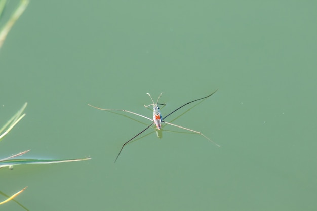 Water Striders est un insecte à 6 pattes. Il a 1 paire de longues antennes.