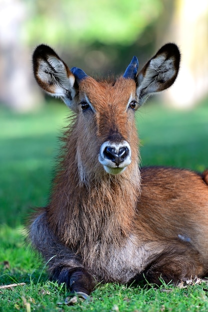 Waterbuck dans la savane africaine dans leur habitat naturel