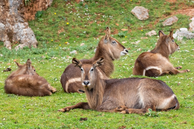 Le waterbuck (Kobus ellipsiprymnus) est une grande antilope largement répandue en Afrique subsaharienne.