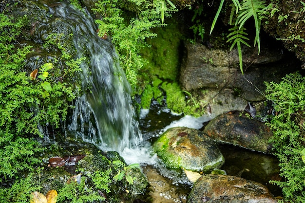 Waterfal sur mousse verte et ruisseau de montagne