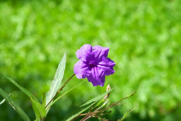 Waterkanon, Watrakanu, racine de Minnie, racine de fer, racine de fièvre. Fleur violette