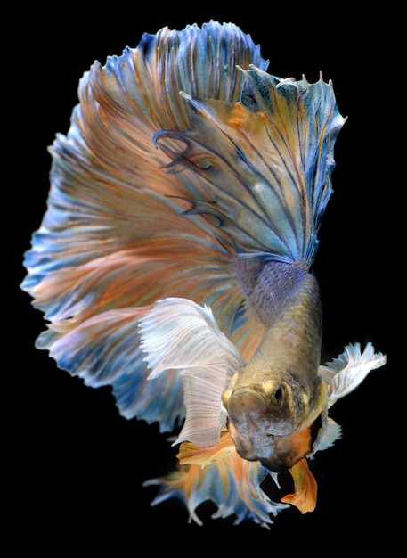 Waver coloré de poisson de combat Betta Saimese