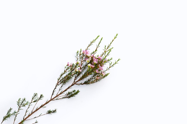 Waxflower blanc rose sur fond blanc