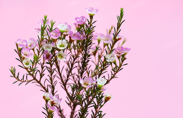 Waxflower blanc rose sur fond rose