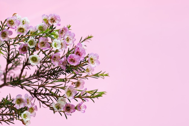 Waxflower blanc rose sur fond rose