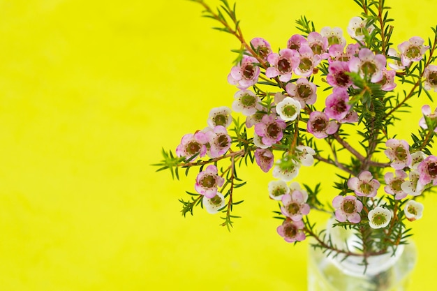 Waxflower blanc rose sur fond vert