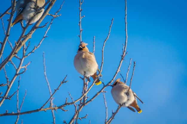 Waxwings sur l&#39;arbre d&#39;hiver