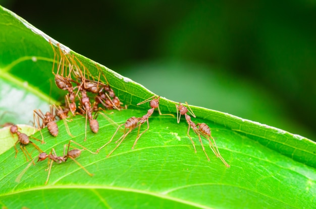 Weaver Ant ou Green Ant (Oecophylla Smaragdina), Gros plan sur un petit insecte travaillant ensemble pour construire un nid en utilisant la bouche et la jambe pour saisir la feuille ensemble. Travail d'équipe miraculeux d'animaux dans la nature