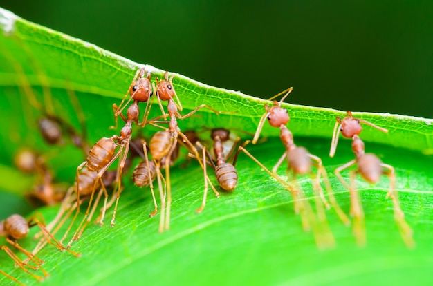 Weaver Ant ou Green Ant (Oecophylla Smaragdina), Gros plan sur un petit insecte travaillant ensemble pour construire un nid en utilisant la bouche et la jambe pour saisir la feuille ensemble. Travail d'équipe miraculeux d'animaux dans la nature