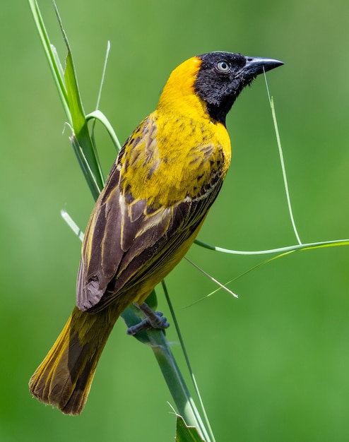 Weaver à bec élancé debout sur l'herbe sous la lumière du soleil avec un arrière-plan flou