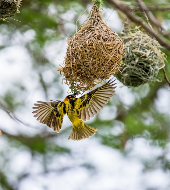 Weaver construit un nid sur un arbre