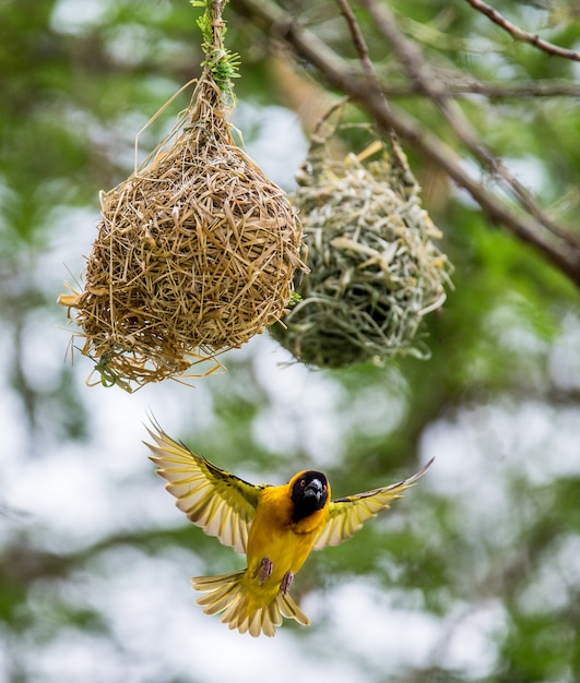 Photo weaver construit un nid sur un arbre