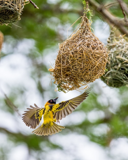 Weaver construit un nid sur un arbre