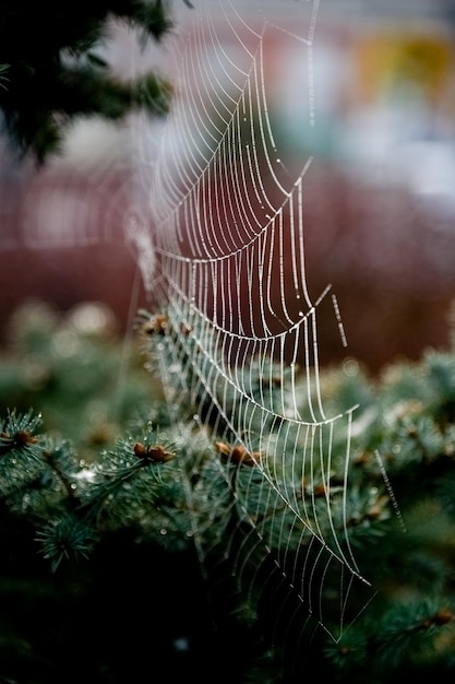 Web sur le fond d'un sapin de Noël vert Atmosphère Nature