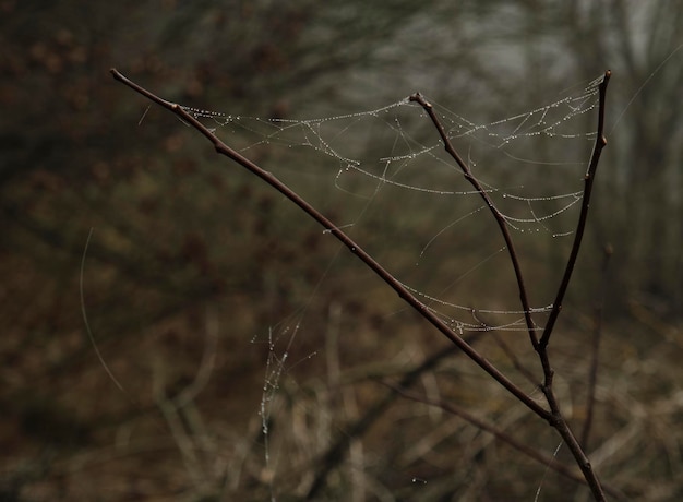 web en rosée sur un brunch