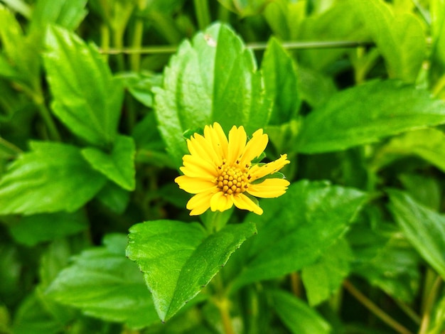 Wedelia fleurit Sphagneticola trilobata lors d'une journée ensoleillée