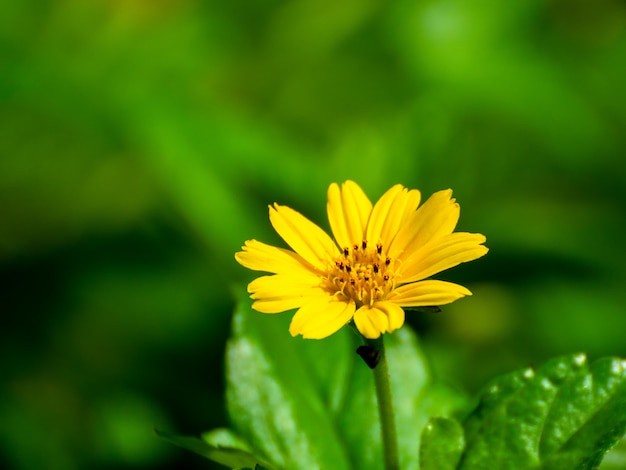 Wedelia trilobata asia Les fleurs jaunes qui s&#39;épanouissent en même temps se développent rapidement.