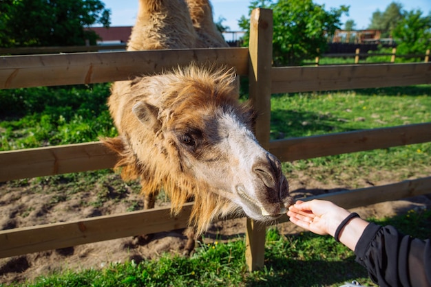 Week-end d'alimentation des chameaux au zoo