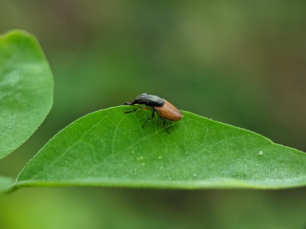 Un Weevil à feuilles brunes se repose sur une feuille verte aussi connu sous le nom de coléoptère à museau européen, il est indigène