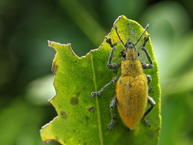 Weevil jaune sur une feuille verte Weevil un petit coléoptère qui fait d'énormes dégâts aux plantes en croissance et s