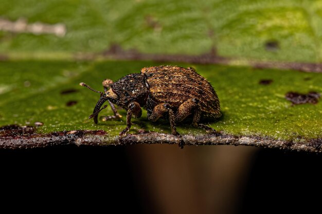 Photo weevil vrai adulte