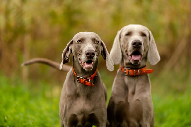 Weimaraner à la chasse Élevage de chiens de chasse