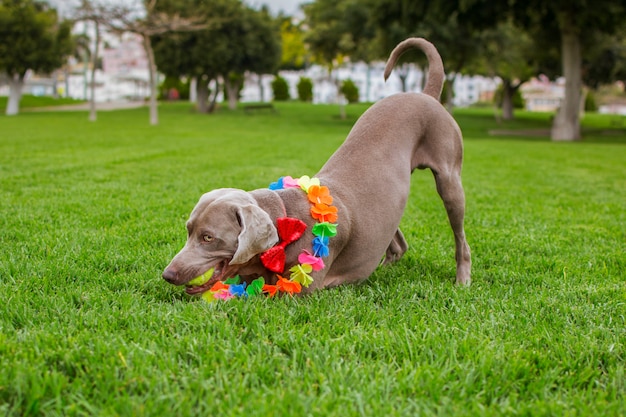 Weimaraner dans le parc joue avec sa balle, un nœud papillon rouge et un collier hawaïen au cou.