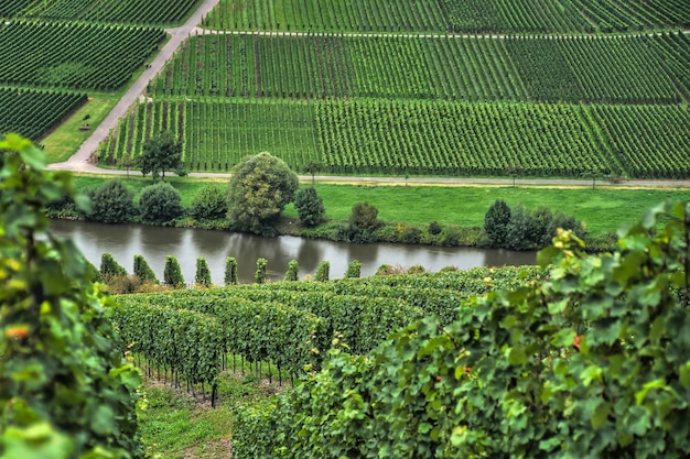 Photo weinberge le long de la moselle