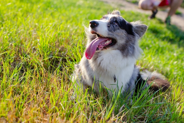 Welsh Corgi Cardigan sur l'herbe verte en plein air.