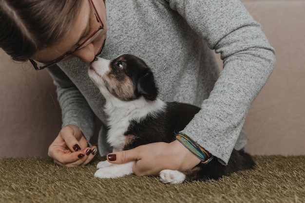 Welsh Corgi Cardigan mignon chiot chien moelleux Portrait en gros plan d'un animal drôle de chiot