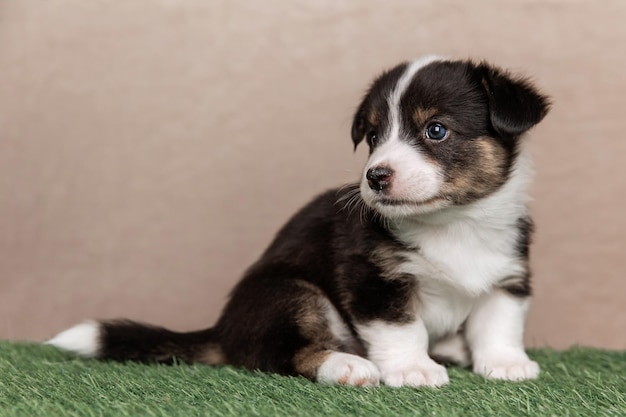 Welsh Corgi Cardigan mignon chiot chien moelleux Portrait en gros plan d'un animal drôle de chiot