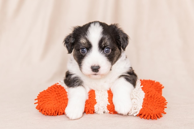 Welsh Corgi Cardigan mignon chiot chien moelleux Portrait en gros plan d'un animal drôle de chiot