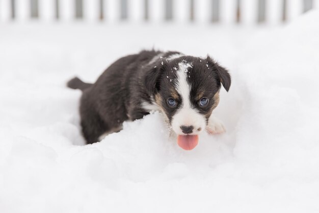 Welsh Corgi Cardigan mignon chiot chien moelleux Portrait en gros plan d'un animal drôle de chiot