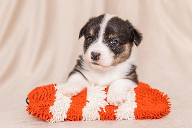 Welsh Corgi Cardigan mignon chiot chien moelleux Portrait en gros plan d'un animal drôle de chiot