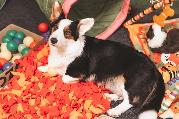 Welsh Corgi Cardigan mignon chiot chien moelleux Portrait en gros plan d'un animal drôle de chiot