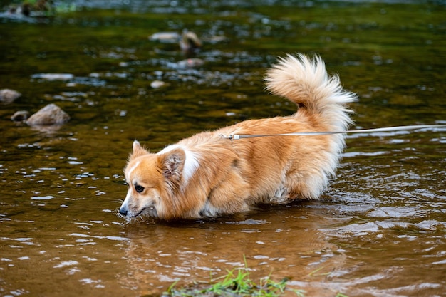 Welsh Corgi dans l'eau Corgi rouge nage dans le lac