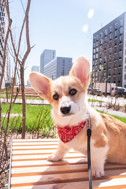 Welsh Corgi Pembroke assis sur un banc dans le concept d'animal de parc