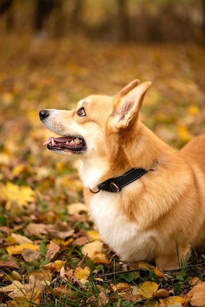 Welsh corgi pembroke chien gros plan portrait