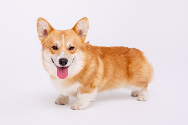 Welsh corgi pembroke chien isolé sur blanc