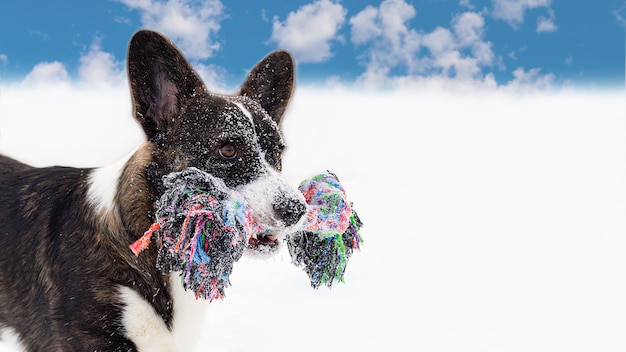 Welsh corgi Pembroke Un chien pur-sang en hiver Copie espace Animaux Bannière pancarte