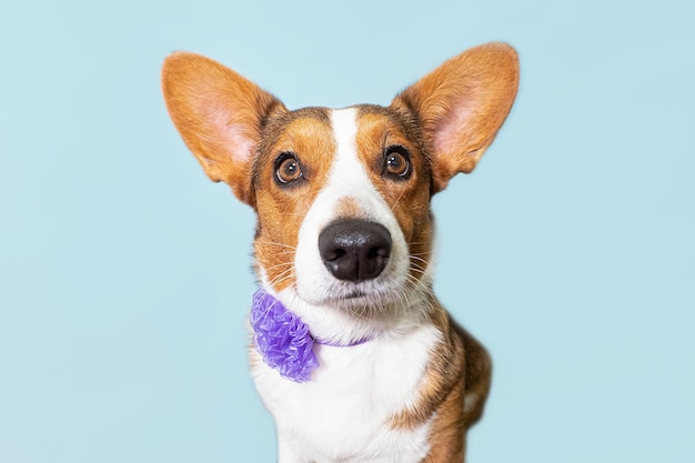 Welsh Corgi Pembroke Un chien pur-sang Portrait Fêtes et événements