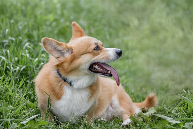 Welsh Corgi Pembroke chien se trouve parmi l'herbe verte avec sa langue