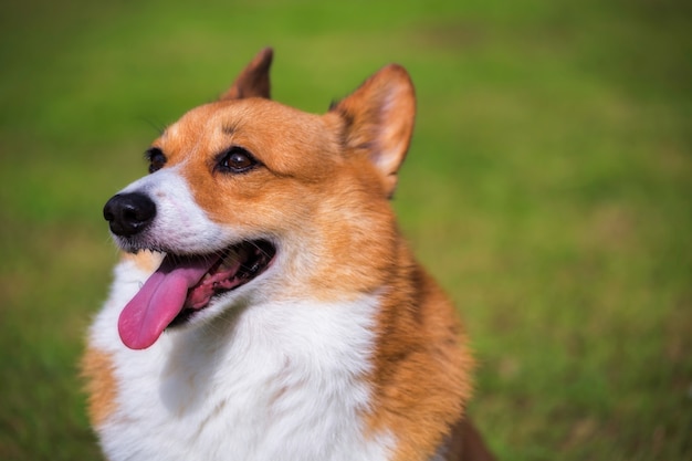 Welsh Corgi Pembroke chien