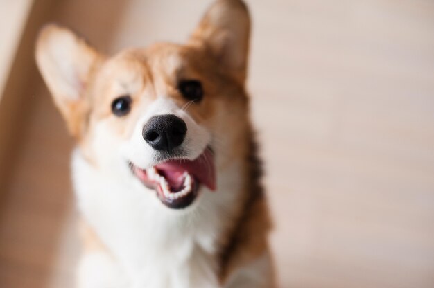 Photo welsh corgi pembroke chiot, chien souriant heureux.