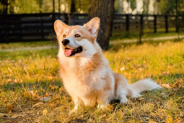 Welsh corgi pembroke chiot heureux chien souriant portrait de welsh corgi pembroke sourire et heureux mignon d...