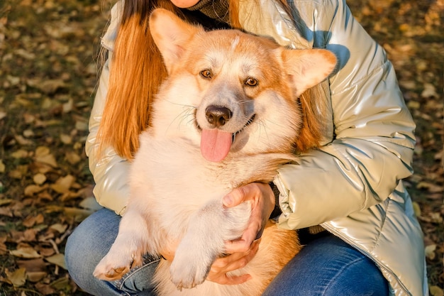 Welsh corgi pembroke chiot heureux chien souriant portrait de welsh corgi pembroke sourire et heureux mignon d...