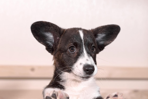 Welsh Corgi Pembroke Chiot mignon Animaux Thèmes d'animaux