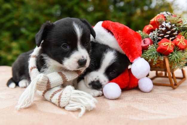 Welsh Corgi Pembroke chiots chiens en bonnet de Noel